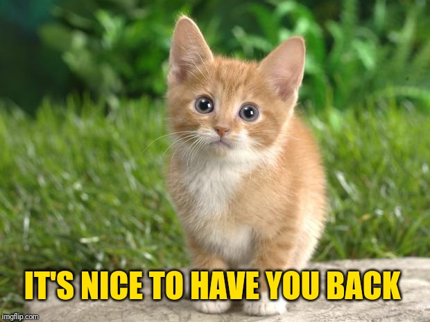 Cute cats | IT'S NICE TO HAVE YOU BACK | image tagged in cute cats | made w/ Imgflip meme maker