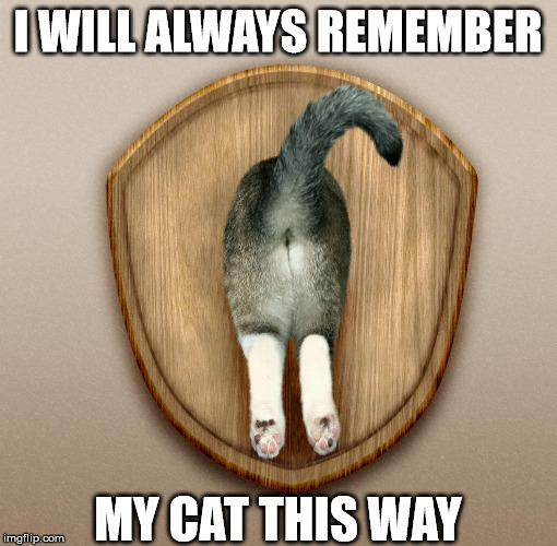 Always see the cats butt while it walks away from you | I WILL ALWAYS REMEMBER; MY CAT THIS WAY | image tagged in cat,butt,trophy,stuffed animal | made w/ Imgflip meme maker