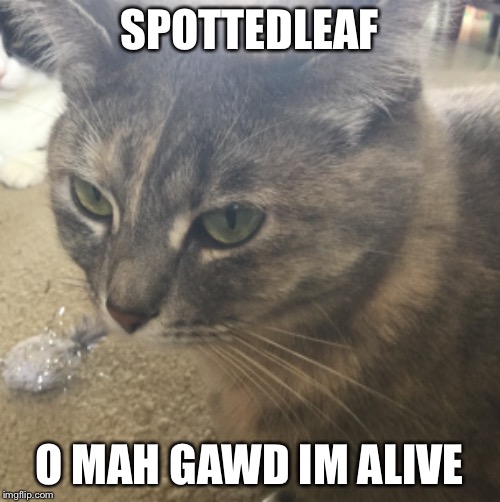 spottedleaf o mah gawd | SPOTTEDLEAF; O MAH GAWD IM ALIVE | image tagged in memes,warrior cats | made w/ Imgflip meme maker