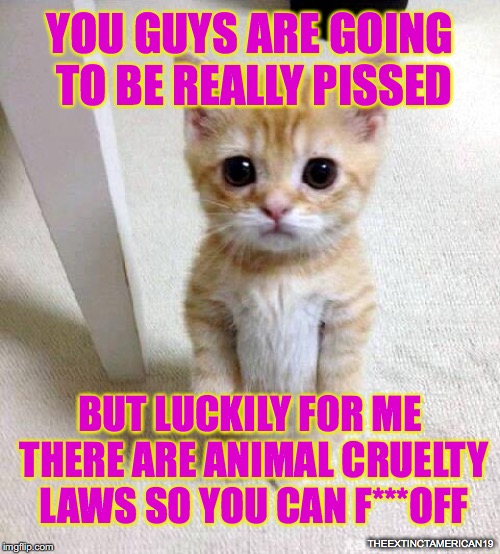Cute Cat | YOU GUYS ARE GOING TO BE REALLY PISSED; BUT LUCKILY FOR ME THERE ARE ANIMAL CRUELTY LAWS SO YOU CAN F***OFF; THEEXTINCTAMERICAN19 | image tagged in memes,cute cat | made w/ Imgflip meme maker