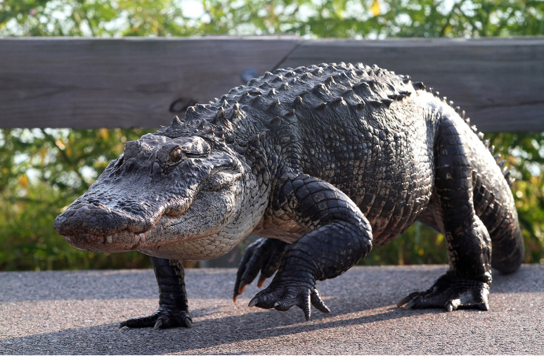 Alligator walking Blank Meme Template