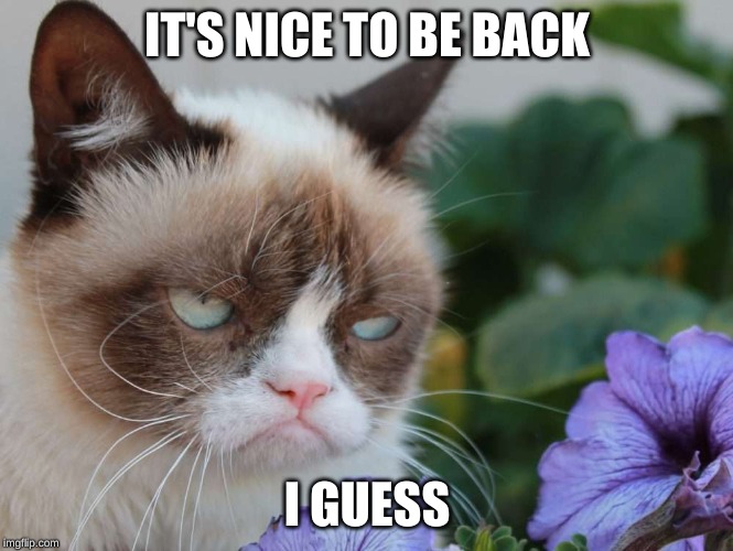 Grumpy Cat Flowers | IT'S NICE TO BE BACK I GUESS | image tagged in grumpy cat flowers | made w/ Imgflip meme maker