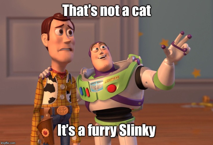 X, X Everywhere Meme | That’s not a cat It’s a furry Slinky | image tagged in memes,x x everywhere | made w/ Imgflip meme maker