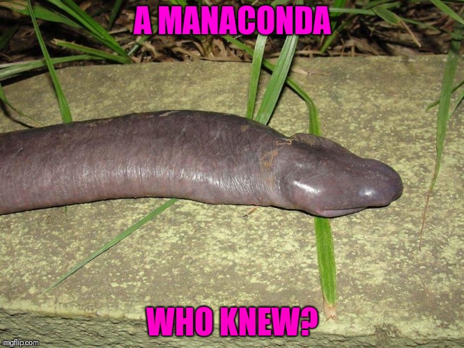 Who's a big boy? | A MANACONDA; WHO KNEW? | image tagged in manaconda,ugly snake,funny snake | made w/ Imgflip meme maker