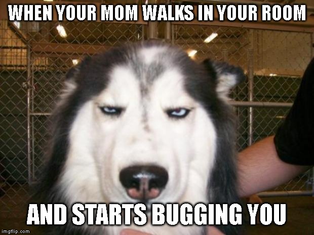 Annoyed Dog | WHEN YOUR MOM WALKS IN YOUR ROOM; AND STARTS BUGGING YOU | image tagged in annoyed dog,mom | made w/ Imgflip meme maker