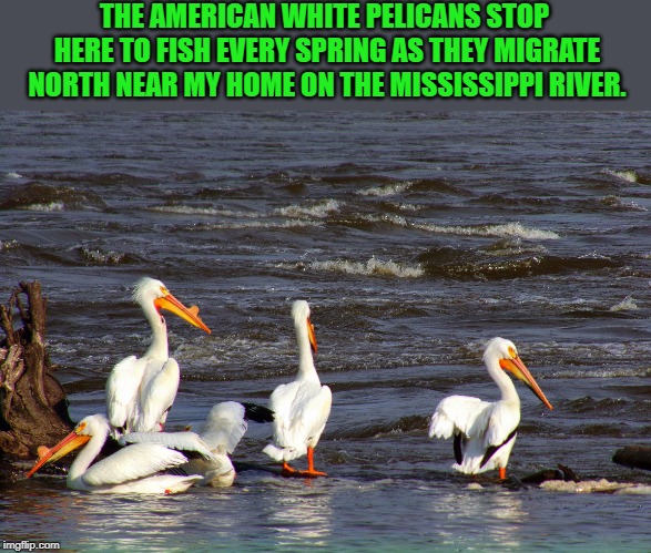 THE AMERICAN WHITE PELICANS STOP HERE TO FISH EVERY SPRING AS THEY MIGRATE NORTH NEAR MY HOME ON THE MISSISSIPPI RIVER. | made w/ Imgflip meme maker