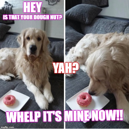 HEY; IS THAT YOUR DOUGH NUT? YAH? WHELP IT'S MINE NOW!! | image tagged in doggo,dog | made w/ Imgflip meme maker