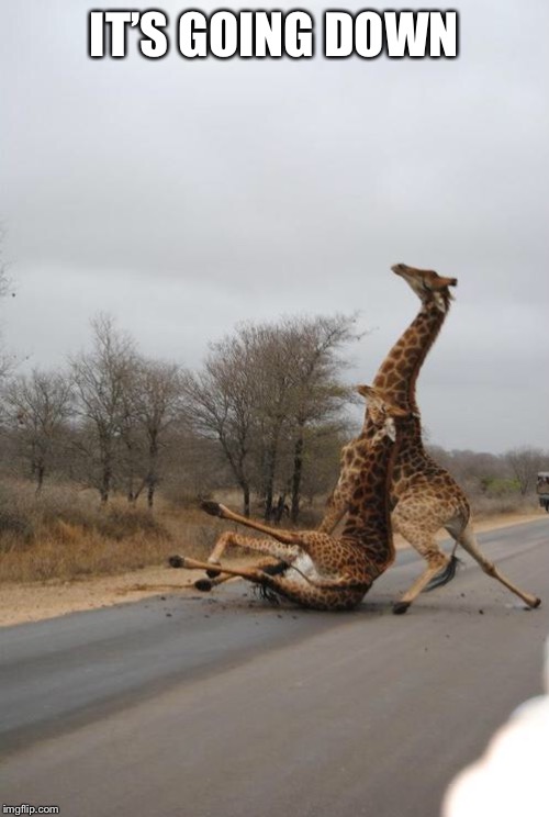 Falling Giraffe | IT’S GOING DOWN | image tagged in falling giraffe | made w/ Imgflip meme maker