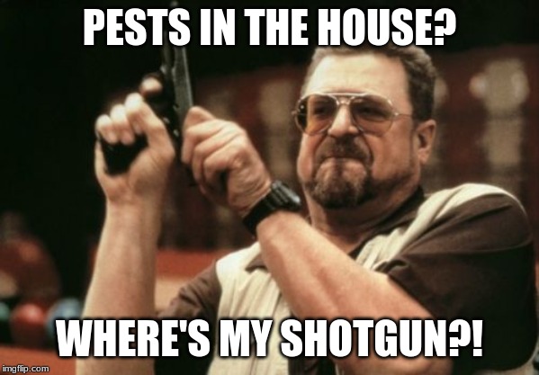 Am I The Only One Around Here Meme | PESTS IN THE HOUSE? WHERE'S MY SHOTGUN?! | image tagged in memes,am i the only one around here | made w/ Imgflip meme maker