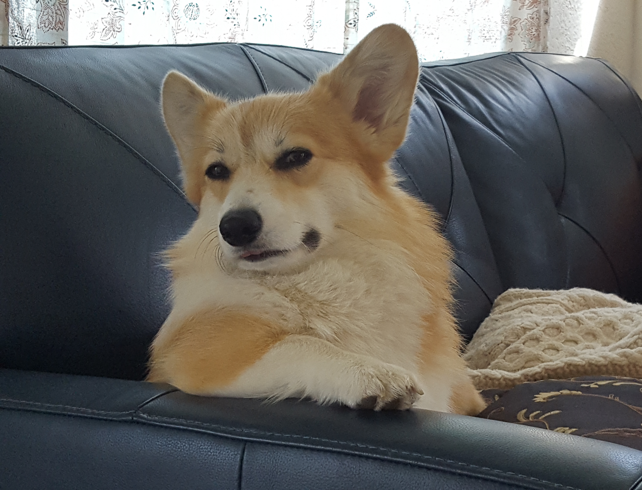 High Quality Disappointed corgi Blank Meme Template