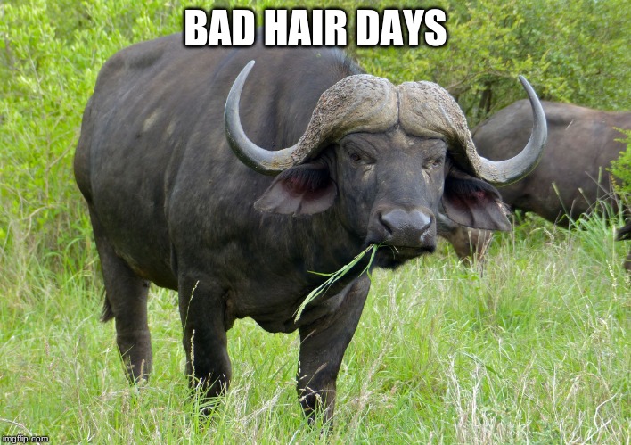 Buffalo | BAD HAIR DAYS | image tagged in buffalo | made w/ Imgflip meme maker
