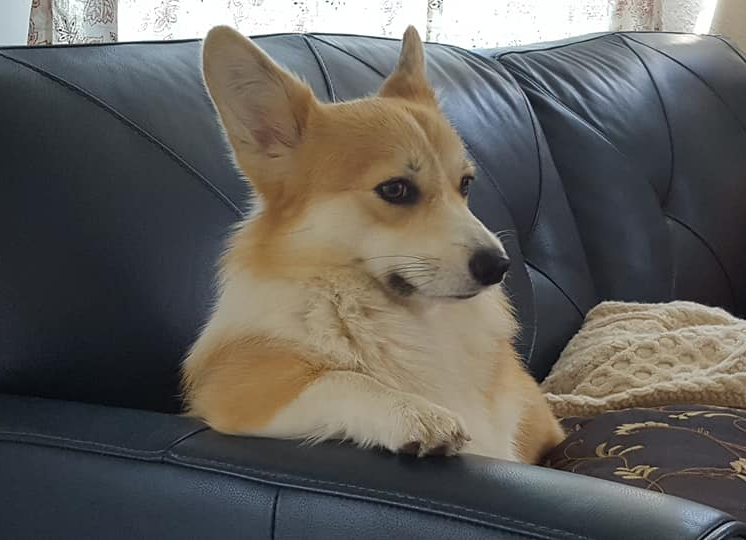 High Quality Brynlee, the disappointed corgi Blank Meme Template
