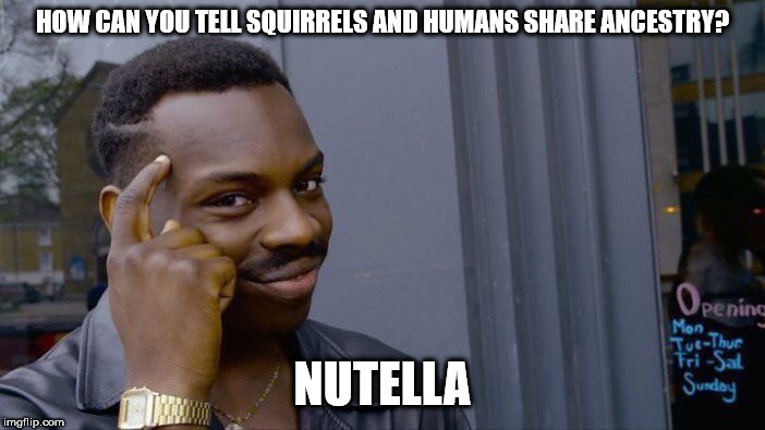 Squirrels will gladly bury hazelnuts. Humans just leave them acorns. | HOW CAN YOU TELL SQUIRRELS AND HUMANS SHARE ANCESTRY? NUTELLA | image tagged in memes,roll safe think about it | made w/ Imgflip meme maker