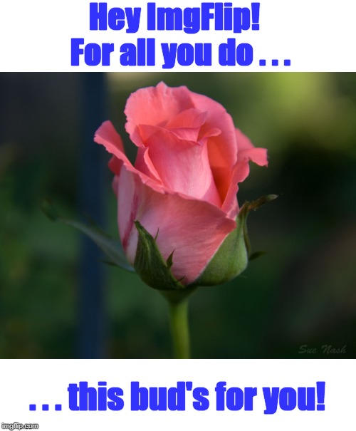 Thanks for making this site so easy to use | Hey ImgFlip!  For all you do . . . . . . this bud's for you! | image tagged in meme,imgflip,thanks,rosebud | made w/ Imgflip meme maker