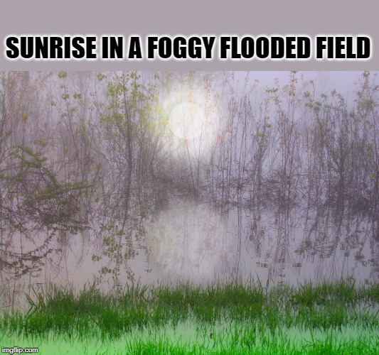 sunrise in a foggy flooded field | SUNRISE IN A FOGGY FLOODED FIELD | image tagged in kewlew's photo,kewlew,foggy morning | made w/ Imgflip meme maker