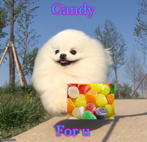 Fluffy doggo | Candy For u | image tagged in fluffy doggo | made w/ Imgflip meme maker