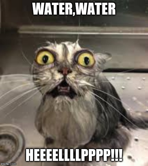 WOW | WATER,WATER; HEEEELLLLPPPP!!! | image tagged in wow | made w/ Imgflip meme maker