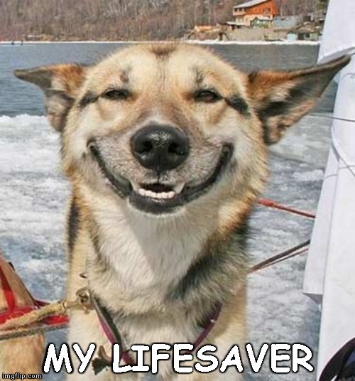 Happy Dog | MY LIFESAVER | image tagged in happy dog | made w/ Imgflip meme maker