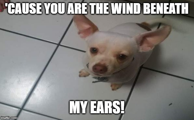 I could fly higher than a Beagle | 'CAUSE YOU ARE THE WIND BENEATH; MY EARS! | image tagged in dogs,dog,supporter,happiness | made w/ Imgflip meme maker