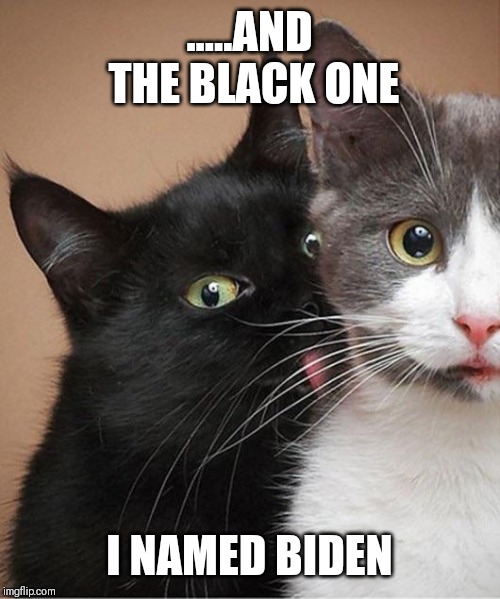 Creepy stalker cat | .....AND THE BLACK ONE; I NAMED BIDEN | image tagged in creepy stalker cat | made w/ Imgflip meme maker