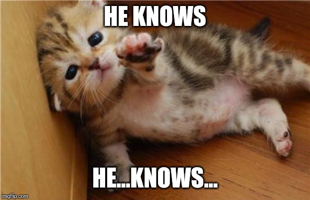 Help Me Kitten | HE KNOWS HE...KNOWS... | image tagged in help me kitten | made w/ Imgflip meme maker