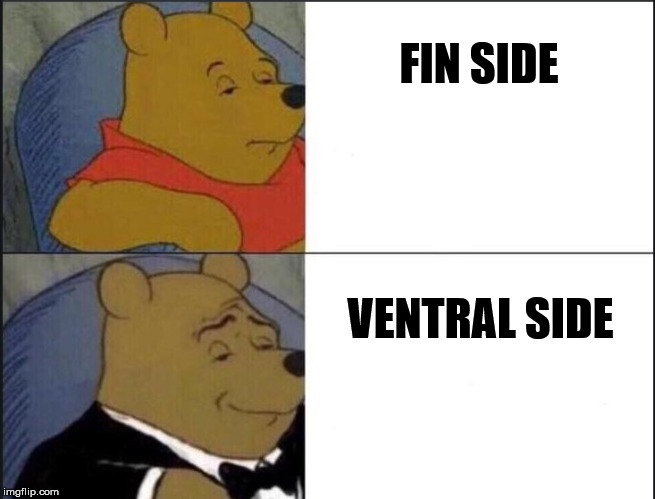 classy pooh | FIN SIDE; VENTRAL SIDE | image tagged in classy pooh | made w/ Imgflip meme maker