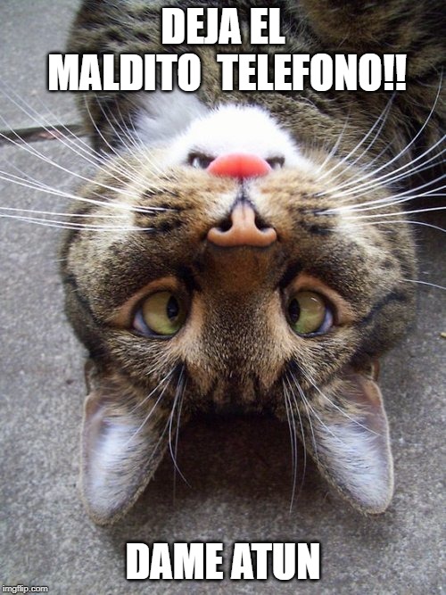 DEJA EL MALDITO 
TELEFONO!! DAME ATUN | made w/ Imgflip meme maker