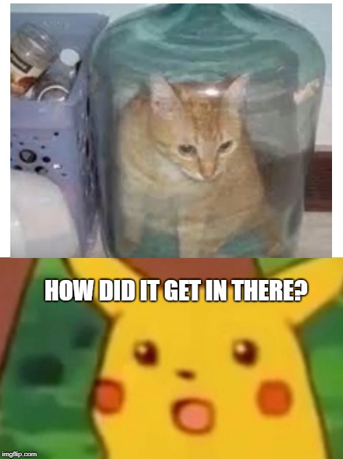 He must be antcat | HOW DID IT GET IN THERE? | image tagged in memes,funny,cats | made w/ Imgflip meme maker