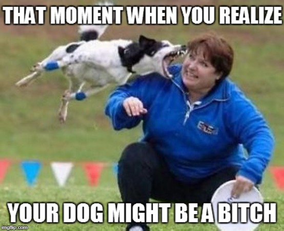 Dog missed? | image tagged in dog | made w/ Imgflip meme maker