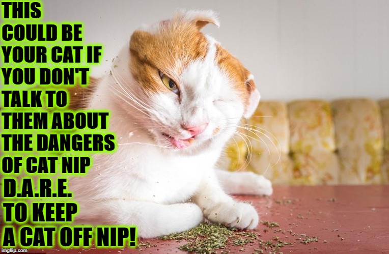 DARE CAT | THIS COULD BE YOUR CAT IF YOU DON'T TALK TO THEM ABOUT THE DANGERS OF CAT NIP; D.A.R.E. TO KEEP A CAT OFF NIP! | image tagged in dare cat | made w/ Imgflip meme maker