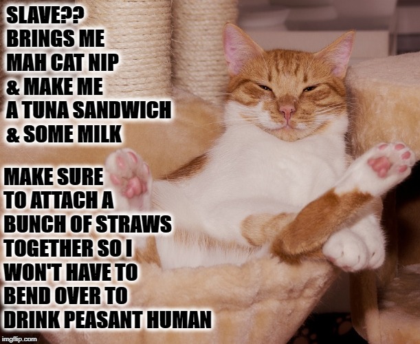 LAZY PIECE OF CRAP | MAKE SURE TO ATTACH A BUNCH OF STRAWS TOGETHER SO I WON'T HAVE TO BEND OVER TO DRINK PEASANT HUMAN; SLAVE?? BRINGS ME MAH CAT NIP & MAKE ME A TUNA SANDWICH & SOME MILK | image tagged in lazy piece of crap | made w/ Imgflip meme maker