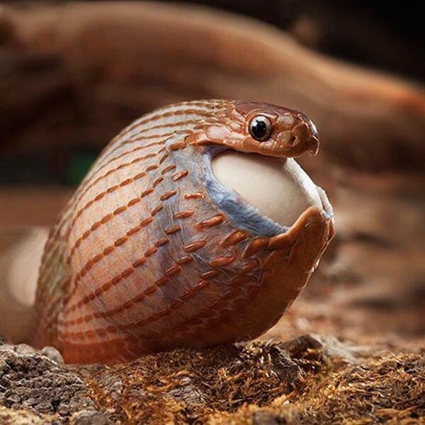 snake eating egg Blank Meme Template