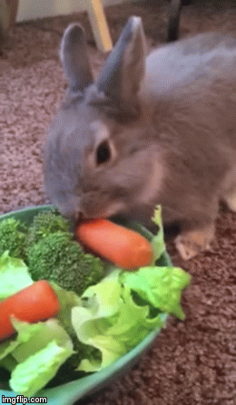 gif rabbit imgflip food