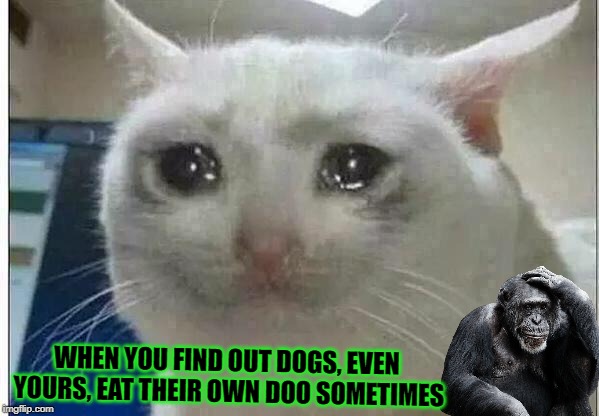 crying cat | WHEN YOU FIND OUT DOGS, EVEN YOURS, EAT THEIR OWN DOO SOMETIMES | image tagged in crying cat | made w/ Imgflip meme maker