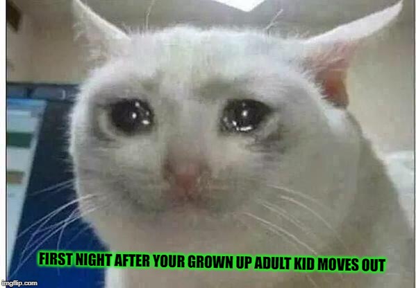 crying cat | FIRST NIGHT AFTER YOUR GROWN UP ADULT KID MOVES OUT | image tagged in crying cat | made w/ Imgflip meme maker