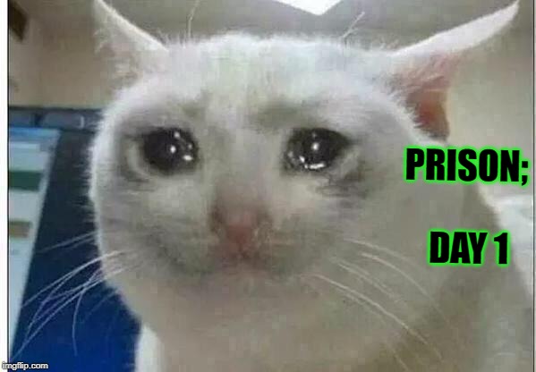crying cat | PRISON; DAY 1 | image tagged in crying cat | made w/ Imgflip meme maker