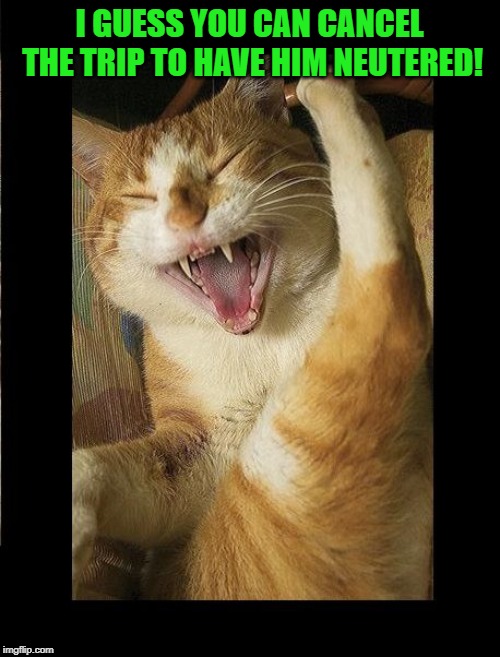 Laughing Cat | I GUESS YOU CAN CANCEL THE TRIP TO HAVE HIM NEUTERED! | image tagged in laughing cat | made w/ Imgflip meme maker