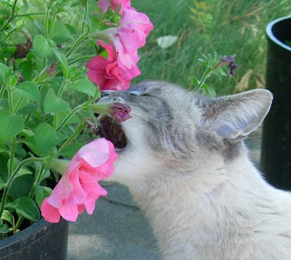 Cat eating flowers Blank Meme Template