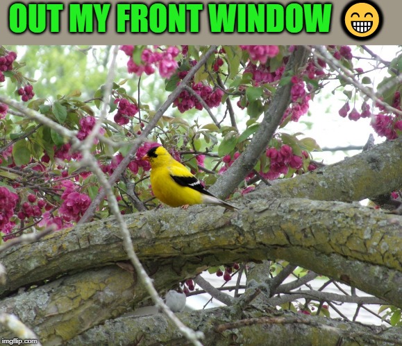 OUT MY FRONT WINDOW 😁 | made w/ Imgflip meme maker