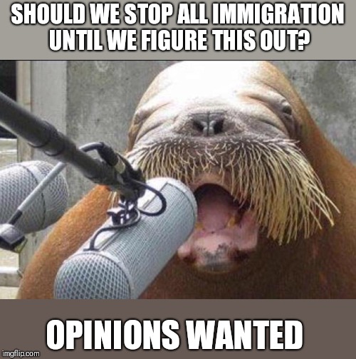 walrus at microphone | SHOULD WE STOP ALL IMMIGRATION UNTIL WE FIGURE THIS OUT? OPINIONS WANTED | image tagged in walrus at microphone | made w/ Imgflip meme maker