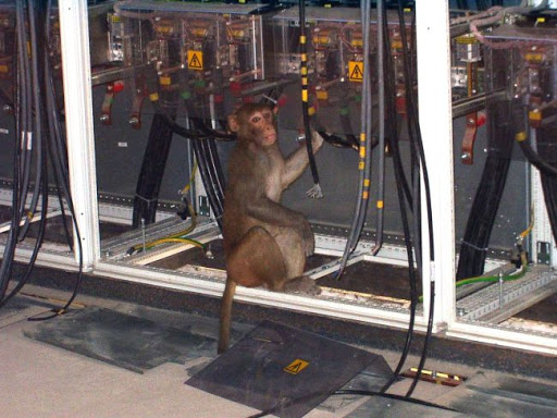 High Quality Cable monkey Blank Meme Template