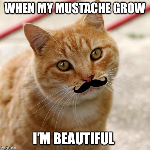 Cat with a mustache | WHEN MY MUSTACHE GROW; I’M BEAUTIFUL | image tagged in cats | made w/ Imgflip meme maker