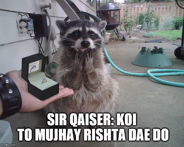 Raccoon Proposal  | SIR QAISER: KOI TO MUJHAY RISHTA DAE DO | image tagged in raccoon proposal | made w/ Imgflip meme maker