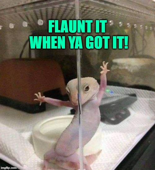 Flaunt it when ya got it!  Dancing Gecko John Travolta! | FLAUNT IT WHEN YA GOT IT! | image tagged in memes,flaunt it,happy gecko,john travolta,dancing lizard,saturday night fever | made w/ Imgflip meme maker