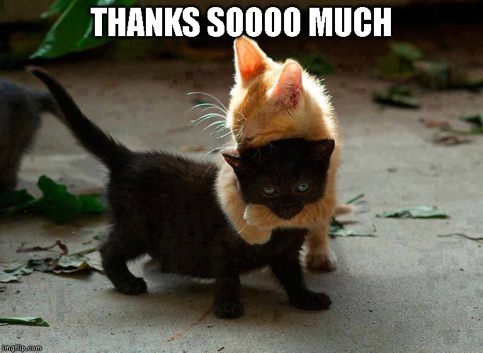 kitten hug | THANKS SOOOO MUCH | image tagged in kitten hug | made w/ Imgflip meme maker