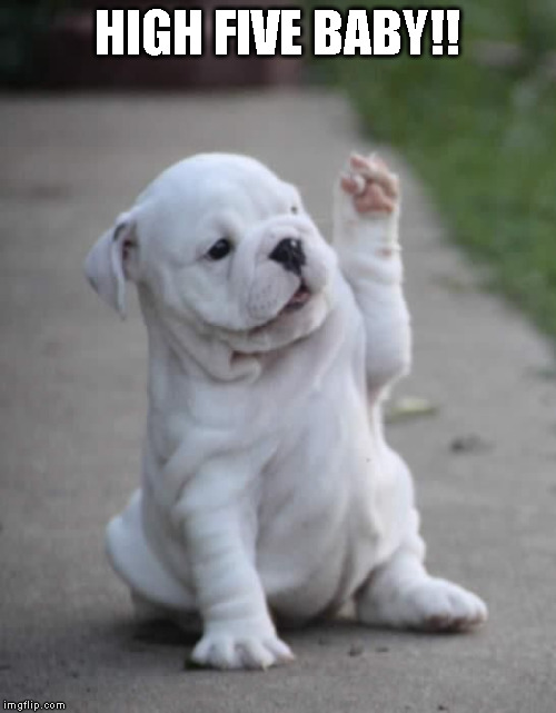 Puppy High Five  | HIGH FIVE BABY!! | image tagged in puppy high five | made w/ Imgflip meme maker