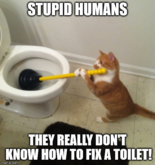 Where would be be without cats? | STUPID HUMANS; THEY REALLY DON'T KNOW HOW TO FIX A TOILET! | image tagged in cats | made w/ Imgflip meme maker