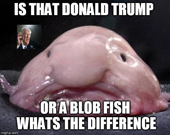 Blob Fish | IS THAT DONALD TRUMP; OR A BLOB FISH WHATS THE DIFFERENCE | image tagged in blob fish | made w/ Imgflip meme maker