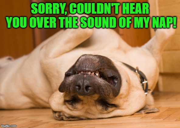 Sleeping dog | SORRY, COULDN'T HEAR YOU OVER THE SOUND OF MY NAP! | image tagged in sleeping dog | made w/ Imgflip meme maker