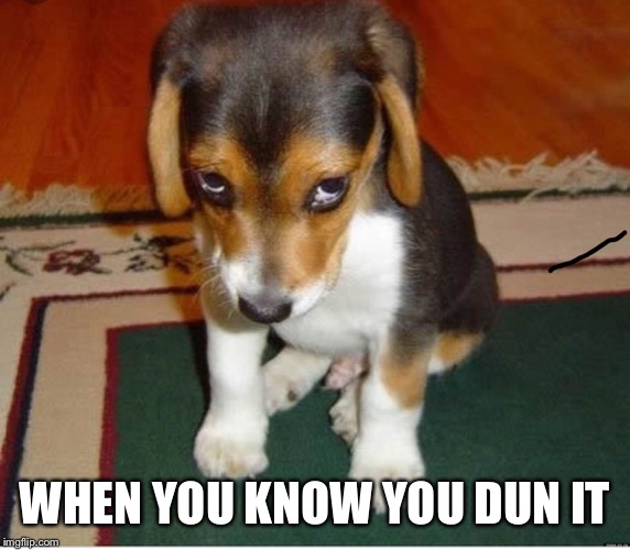 WHEN YOU KNOW YOU DUN IT | image tagged in guilt | made w/ Imgflip meme maker